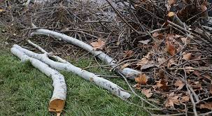 Yard Debris Removal project 4